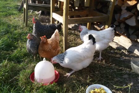 Unsere Hühner