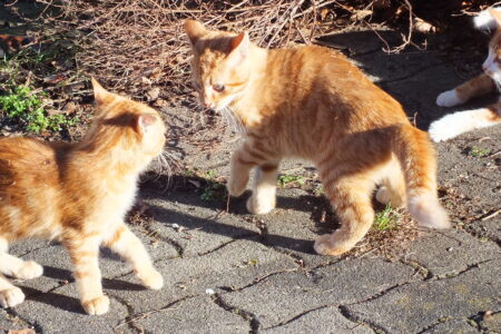 Wer ist hier 'Katzenkönig'